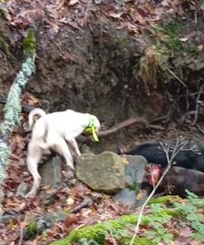 Segugio da cinghiale