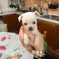 Chihuahua