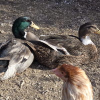 Coppia adulta anatre germanate