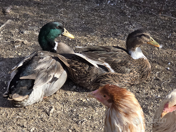 Coppia adulta anatre germanate