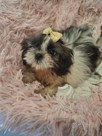 Cuccioli Shitzu
