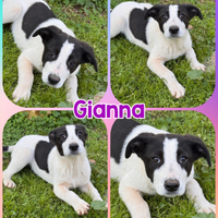 Cucciola taglia grande