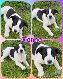 Cucciola taglia grande