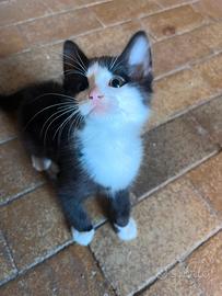 Tenero.gattino