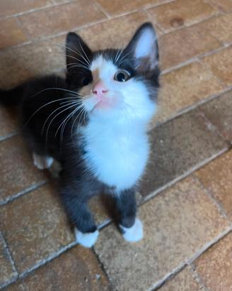 Tenero.gattino