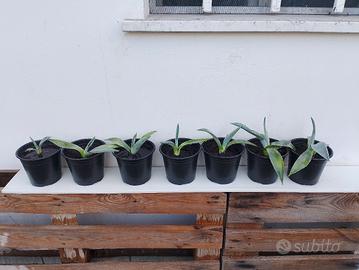 piccole piante di agave 