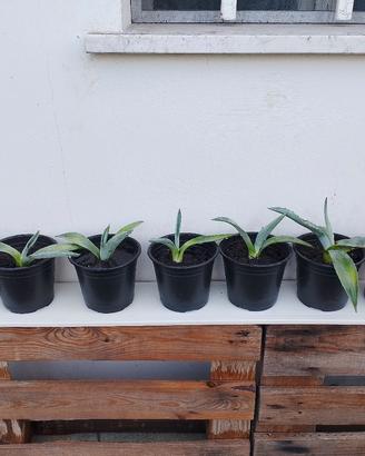 piccole piante di agave 