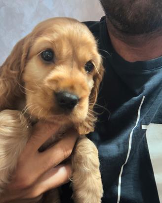 cocker 