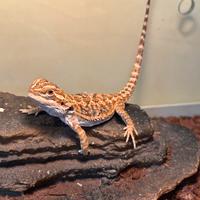 Pogona (drago barbuto )