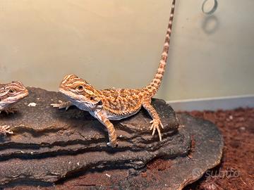 Pogona (drago barbuto )