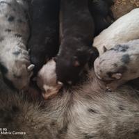 Cuccioli di pastore apuano