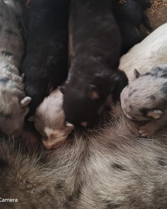 Cuccioli di pastore apuano