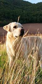 Labrador per accoppiamento