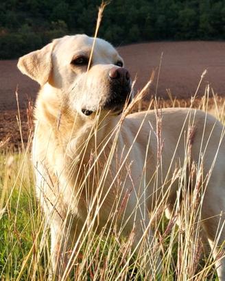 Labrador per accoppiamento