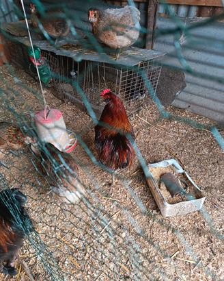 Galline ornamentali