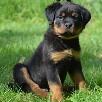 Cuccioli Rottweiler