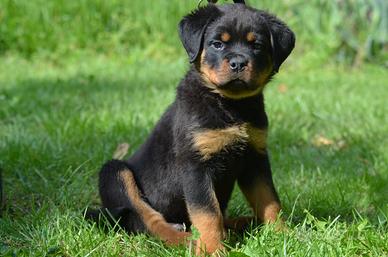 Cuccioli Rottweiler