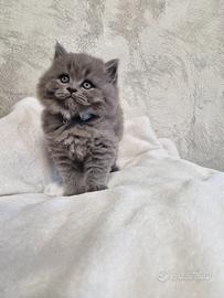 Gatino british
