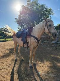Cavalla da passeggiata