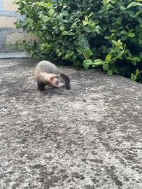 Furetti in provincia di Catania