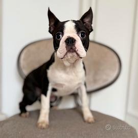 Cuccioli Boston Terrier per Natale