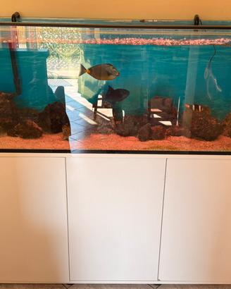 Acquario marino 450l