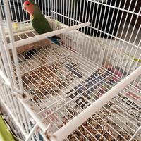 Pappagallo inseparabili inseparabile