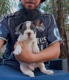 Cucciolo di bulldog francese blu pied big rope