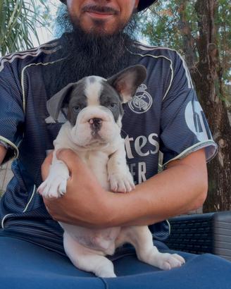 Cucciolo di bulldog francese blu pied big rope
