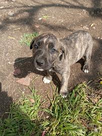 Cane corso