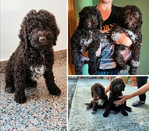 Cucciole di Lagotto Romagnolo