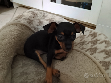 Pincher Toy per natale