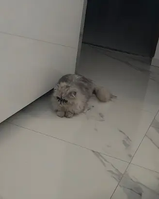 Gatto persiano per monta