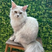 Maine Coon femmina con pedigree aperto
