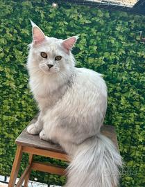 Maine Coon femmina con pedigree aperto