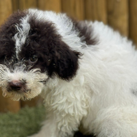 Lagotto romagnolo