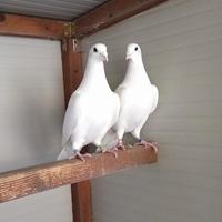 Colombi viaggiatori bianchi