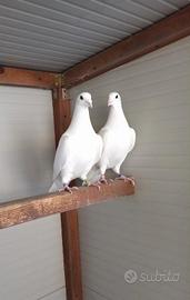 Colombi viaggiatori bianchi