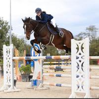 Cavallo salto ostacoli