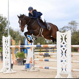 Cavallo salto ostacoli