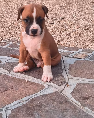 Cuccioli di Amstaff