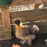 Coppia galline moroseta