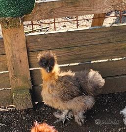 Coppia galline moroseta