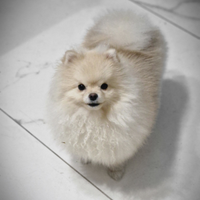 Spitz tedesco nano pomerania