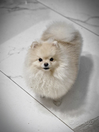 Spitz tedesco nano pomerania