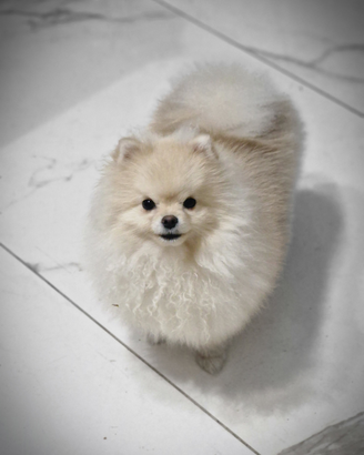 Spitz tedesco nano pomerania