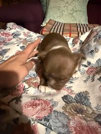 Chihuahua maschi con pedigree