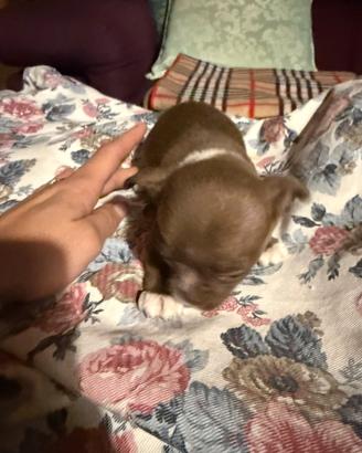 Chihuahua maschi con pedigree