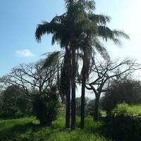 cocos e washingtonia grandi