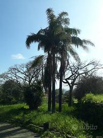 cocos e washingtonia grandi